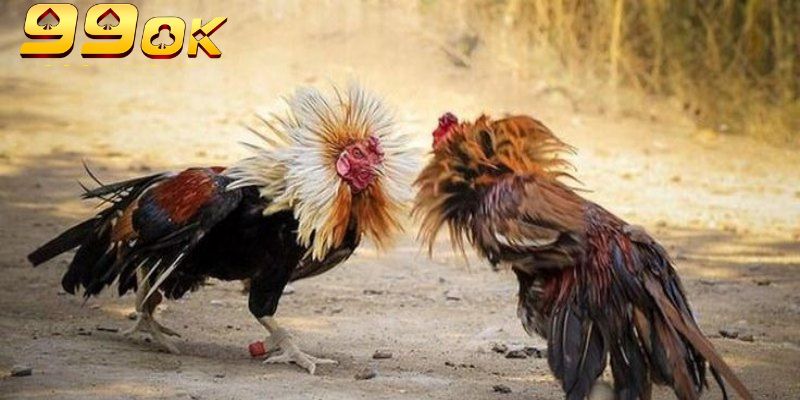 Đá gà Campuchia 99OK giám sát bởi tổ chức PAGCOR