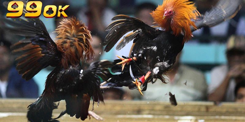 Đá gà Campuchia 99OK phát sóng trực tiếp chất lượng cao